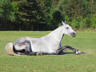 The beautiful gray horse has a rest on a green lawn
