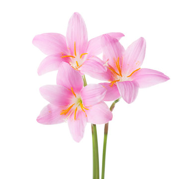 Fototapeta Three pink lilies isolated on a white background. Rosy Rain lily