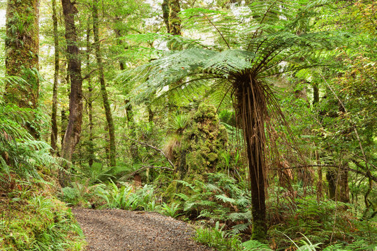 Fototapeta Te Urewera Treks. Temperate rain forest with Fern trees, Te Urewera National Park, North Island, New Zealand