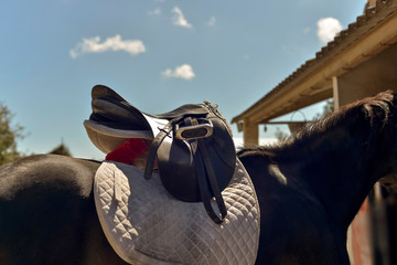 Doing saddle on the back of a horse - obrazy, fototapety, plakaty