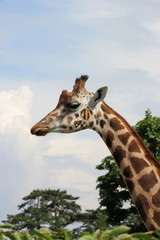 Blick auf den Kopf einer afrikanischen Giraffe