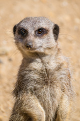 Close up of a Meerkat.