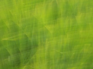 Defocused flowers and plants in barley field in moved background.
