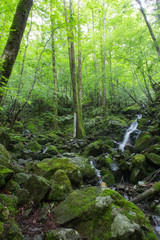 高知県津野町　四万十川源流点