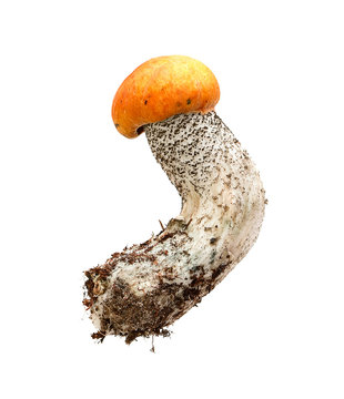 aspen mushroom