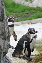 Naklejka premium Zwei Pinguine am Ufer eines Gewässers