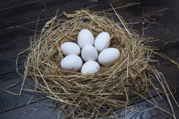 eggs in a nest