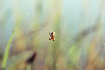 Garden spider in the cobweb
