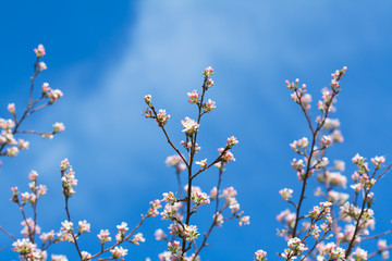 blossoming apple tree