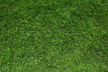 Obraz premium Green grass top view