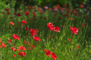 Red poppies on summer meadow