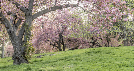 Prunus serrulata or Japanese Cherry