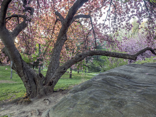 Prunus serrulata or Japanese Cherry