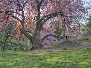 Prunus serrulata or Japanese Cherry