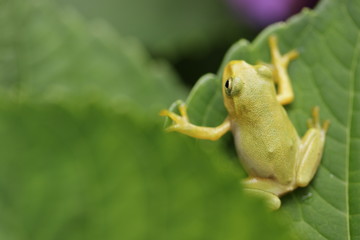 アジサイとアマガエル