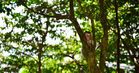 monkey baby on tree