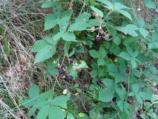 Brombeeren und Himbeeren