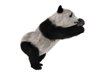 3D Rendering Panda Bear Cub