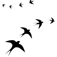 flying birds vector