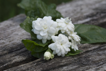 Fototapeta na wymiar top view white jasmine