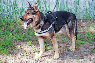портрет служебной овчарки