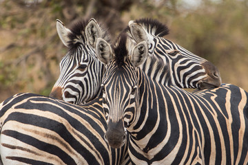 Fototapeta na wymiar Three common zebras (Equus quagga), Kruger Park, South Africa
