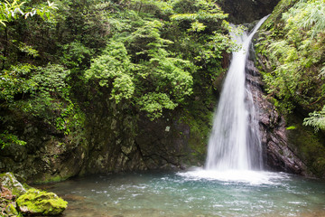 Fototapeta na wymiar 高知県津野町　追合の滝