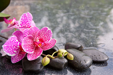Obraz na płótnie Canvas Pink orchid isolated on black background.