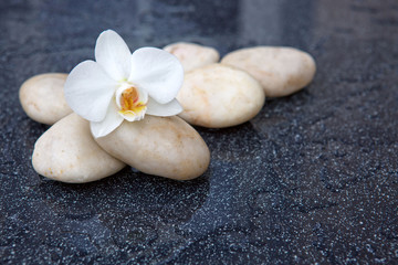 Single orchid flowers and white stones.
