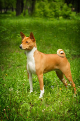 Basenji is in the show position