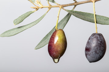 Branch of olive tree with drop of oil on a light background