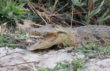 young crocodile on riverbank