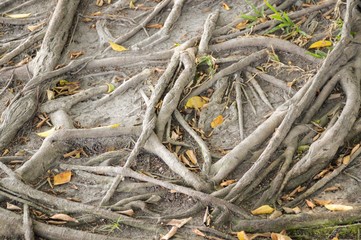 dry banyan roots in nature garden