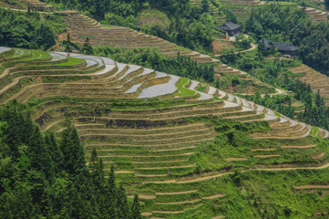 The beautiful terrace fields scenery in spring