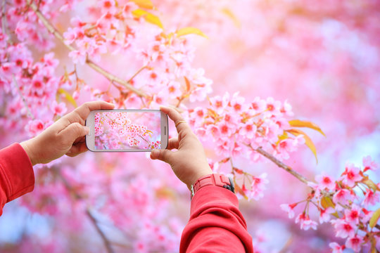 Smartphone photographing Sakura flowers blooming. Beautiful pink cherry blossom in the pastel color style for background
