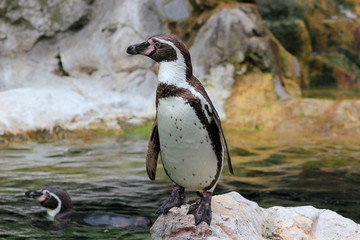 Naklejka premium Ein bedrohter Humboldtpinguin (Brillenpinguin) in einem Zoo