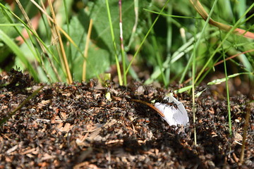 Anthill in the grass