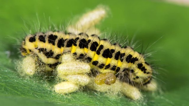 Parasitic wasp larva emerging from caterpillar. Burnet moth caterpillar with pupae of wasps, one spinning cocoon and pupating
