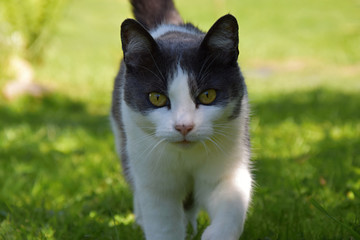 Naklejka na ściany i meble Black and white cat goes around the garden
