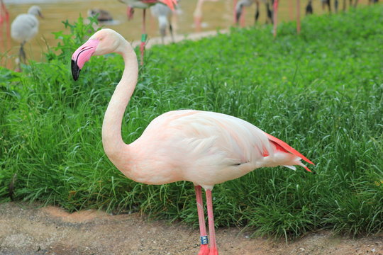 Ein prächtiger Flamingo (Rosaflamingo) 