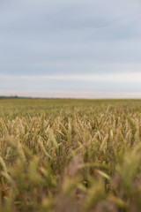 The ears of wheat on a background of blue sky