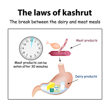 The laws of kosher. The break between the dairy and meat meals. Kosher dairy products in the stomach. Kosher meat products. Vector illustration on isolated background