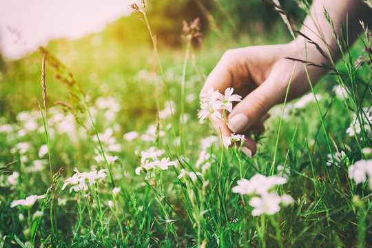 Woman picking up flowers on a meadow, hand close-up. Vintage light