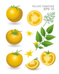 Yellow fresh realistic tomatoes with leaves, blossom and dill