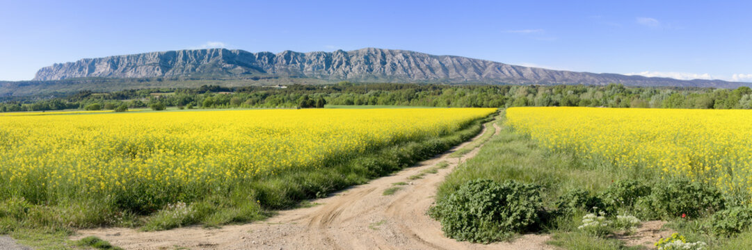 Mount Sainte Victoire and Flowers