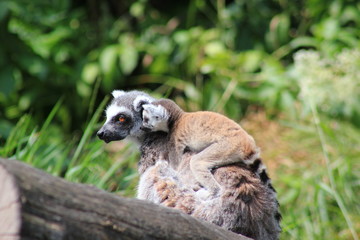 Kattas: Mutter mit einem Jungtier (Lemuren)