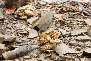 Frogs. The courtship period.