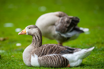 goose resting in the grass