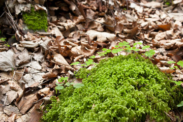 Green moss on the background of leaves