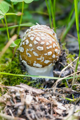 Young Amanita Pantherina